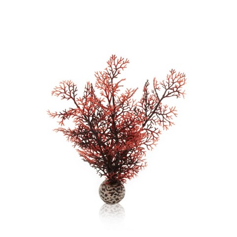 Малиновый морской веер малый (Sea fan small crimson)