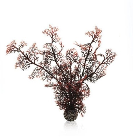 Малиновый морской веер средний (Sea fan medium crimson)