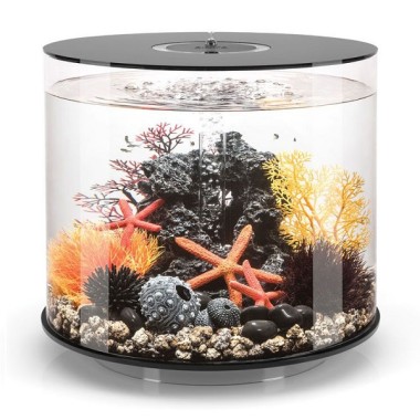 Оранжевый морской веер малый (Sea fan small orange)