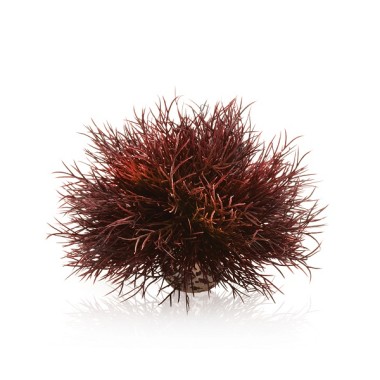 Морская лилия Aquatic алая (Aquatic sea lily crimson)